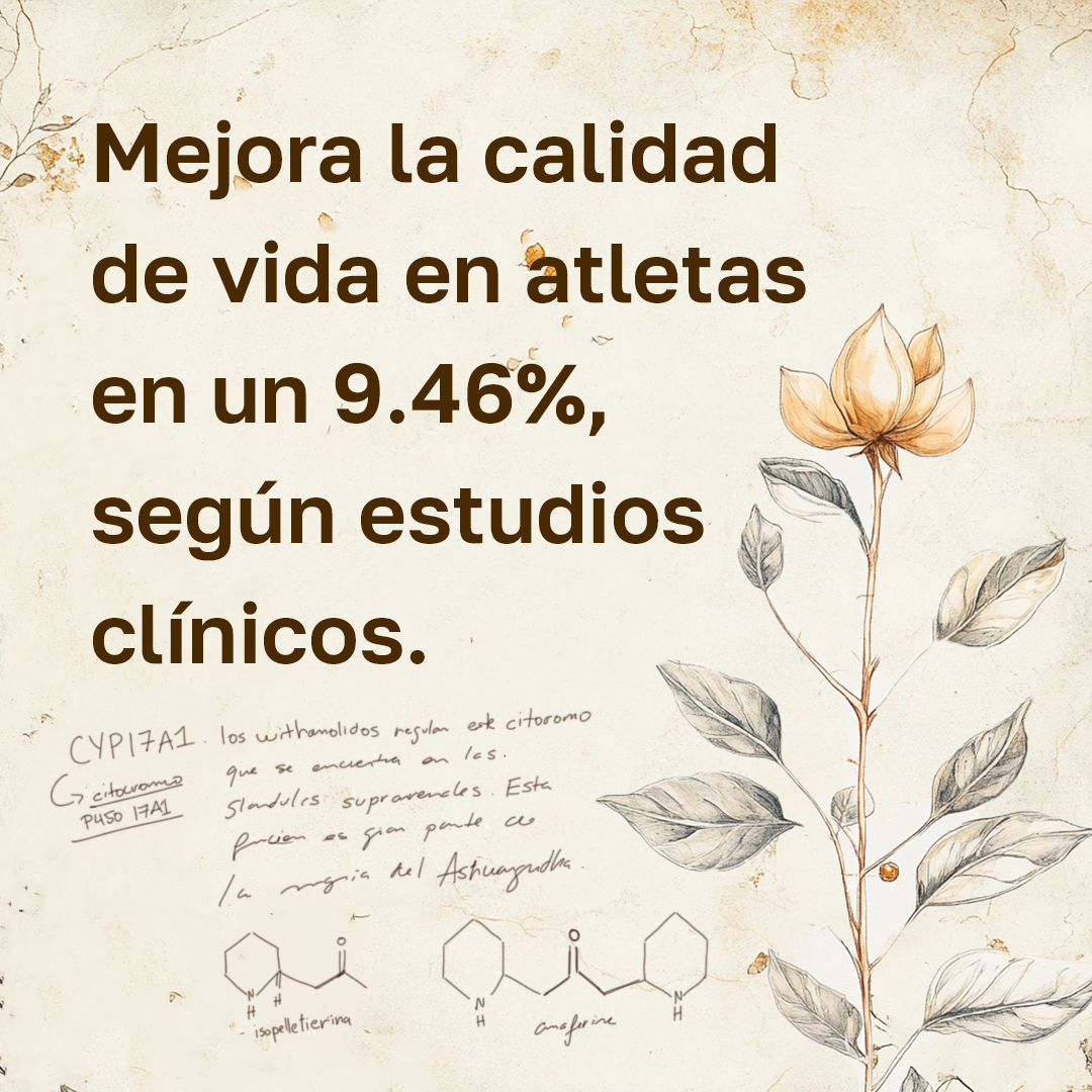 Ashwagandha Tincture – Natural Stress Relief (2oz / 60ml)