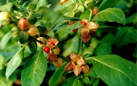 The Power of Ashwagandha – Unlock Stress Relief & Vitality with MANA